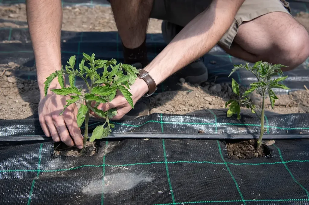 Regionale Lebensmittel für Großküchen